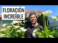 😲NO HAY TRUCO! MIS CALAS CON MÁXIMA FLORACIÓN (alcatraz, cartuchos, lirios de agua) || en20metros