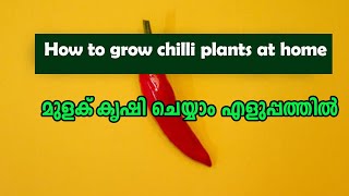 chilli cultivation easy metherd, മുളക് കൃഷി ചെയ്യാം എളുപ്പം#agrowgreen #chillicultivation