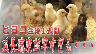 ひよこの成長が早すぎる！【生後1週間】