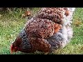 Blue Laced Red Wyandottes