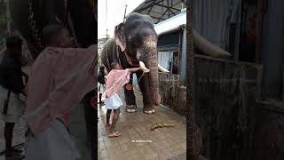 #ഗുരുവായൂർ_ദേവസ്വം_ശ്രീധരൻ #guruvayoor_sreedharan #shorts #elephant #komban #elephants #aana #2023