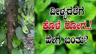 ವೀಳ್ಯದೆಲೆಯಿಂದ ಕೊಳೆ ರೋಗ ಓಡಿಸಿ..! how to Betel vine rot disease