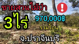 ปิดการขาย ขายที่ดินปราจีนบุรี สวนป่า 3ไร่1งาน79ตรว. ขายยกแปลง 970,000฿ รวมโอน ใกล้ตลาดสด 7กม.