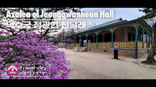 [4K] Azalea of Jeonggwanheon Hall // 덕수궁 정관헌 진달래 // Travel Vlog // 모리슨 영상여행