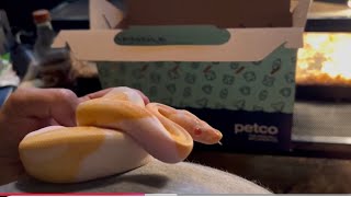 Such a Deal/Albino Pied Ball Python