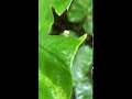 ベビー・アオミオカタニシ leptopoma nitidum