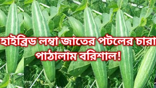 হাইব্রিড লম্বা জাতের পটলের চারা। পটল চাষ পদ্ধতি দেখুন। #পটল #পটল_চাষ_পদ্ধতি #পটলের চারা।