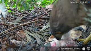 20200519 植物園鳳頭蒼鷹直播珍貴紀錄－破殼7 小福誕生 Crested Goshawk Nest Cam, Taipei Botanical Garden