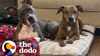 Pittie Who Was Scared Of Everything Now Plays For The Very First Time! | The Dodo Faith = Restored