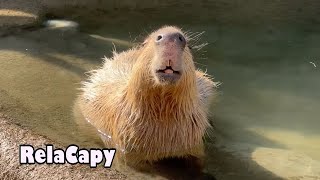 幸せです。カピバラ劇場　happy capybara