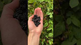 Abundant wild berries #foraging #blackberry #wildberries