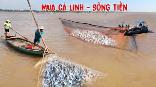 Ùn ùn đi xúc Cá Linh theo dòng Mekong