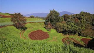 百人一首　第17歌　ちはやぶる　神代も聞かず　竜田川 からくれなゐに水くくるとは 在原業平朝臣The song, hyakunin' ishhu, poem and card game no.  17