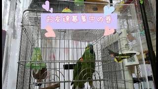 アオボウシインコドスのおしゃべり　お友達募集中の巻