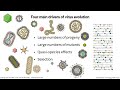 virology lectures 2024 21 evolution