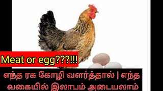 என்ன கோழி வளர்த்தால் என்ன இலாபம்?? இறைச்சியா? முட்டையா?கோழிகளின் வகைகள் | All details for my viewers