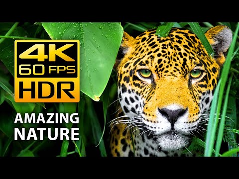 Amazing Colors of Nature in 4K HDR 60fps – Tropical Animals and Relaxing Music