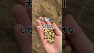 大豆の種まき #shorts #agriculture #農作業