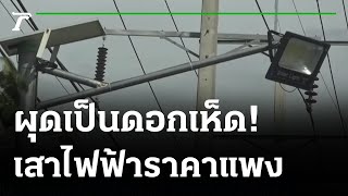 ปปช.สอบเสาไฟโซลาร์เซลล์ ราคาต้นละครึ่งแสน | 21-06-64 | ข่าวเย็นไทยรัฐ