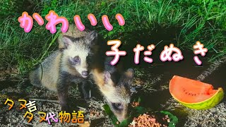 子だぬきのかわいい食事タイム たぬきの可愛い仕草