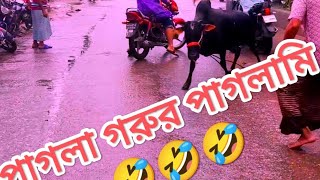 পাগলা গরুর পাগলামি, কুরবানী ২০২৩