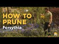 How to prune Forsythia