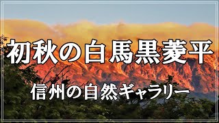 【信州の自然ギャラリー】36.初秋の白馬黒菱平