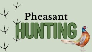 Pheasant Hunting - Tips, Tricks & Advice to Get You Started & Help You Enjoy Your First Outing