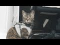 【4k】最高の天気で極上の日向ぼっこを堪能する猫 【sunbathing cat under perfect weather】