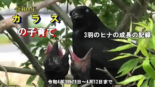 2022 05.08　令和4年　カラスの子育て　前編   パート１