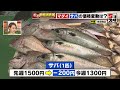 【魚の価格】旬の魚介類がお値打ちに！　サバは1匹200円値下がり、マダイは1匹50円価格が下がる 【価格調査】 2023年6月22日