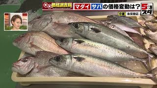 【魚の価格】旬の魚介類がお値打ちに！　サバは1匹200円値下がり、マダイは1匹50円価格が下がる 【価格調査】(2023年6月22日)