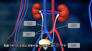 【バイエル サイエンスビデオ】知っておきたい、腎臓のはたらき