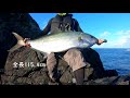 a monster class amberjack was caught in japan.