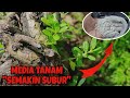 Pemberian Kapur Dolomit Untuk Media Tanam Bahan Bonsai, Bonsai Santigi dan Lahan Pertanian