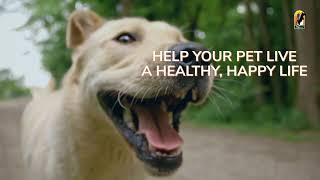 Pet Surgery Delivered with Care and Compassion | All Creatures Veterinary Care Center