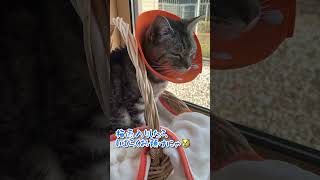 【本日のチャッピー】#猫#保護猫#おばあちゃん猫#日向ぼっこ#梅雨入り#くるり#癒し