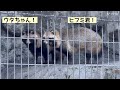 12 25.28 野毛山動物園のタヌキさん達❣️