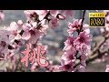 Peach blossoms.【Full HD】