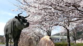 安来市 広瀬三日月公園のさくら