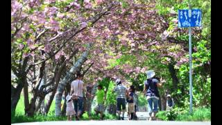 さくらのトンネル　2013　　札幌白石サイクリングロードにて