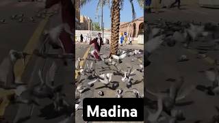 2k24 #hajj2024 #madina #madinah #pakistan #saudiarabia #shortvideo #shorts makkah live madina naat