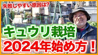 家庭菜園や農園のキュウリ栽培2024年スタート！失敗しやすい原因とキュウリの育て方を徹底解説！【農家直伝】