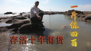 下血本投12个猪肺到300平巨坑，1斤400块的成精海货存活了十年