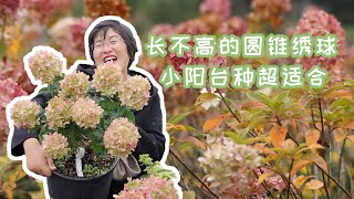 【海妈植物推荐】长不高的圆锥绣球，小阳台超适合！