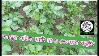 আলুর লাইনে মাটি চাপা দেওয়ার কৌশল /Techniques for pressing soil in potato lines