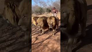 மூன்று ஆண் சிங்கங்களை வழி நடத்தும் ஒரு பெண் சிங்கம் |  A LIONESS LEADING THREE MALE LIONS