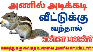 அணில் அடிக்கடி வீட்டுக்கு வந்தால் என்ன பலன் /காகத்துக்கு வைக்கும் உணவை அணில் சாப்பிட்டால் என்ன பலன்