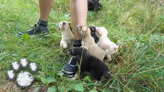 7 little puppies begged for help from a man who was passing by