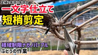 「ぶどうの作業」定植2〜3年目の剪定について。根域制限のナガノパープルの様子などなど。